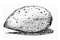 almond sketch by Helen Bennetts